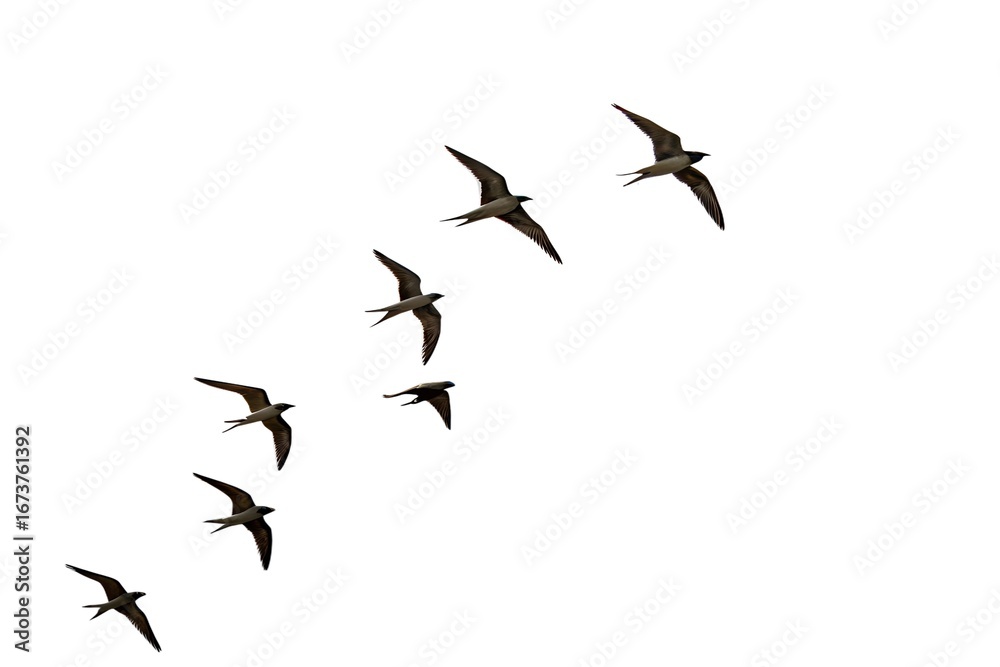 Fototapeta premium Soaring Symphony: A flock of elegant swallows gracefully soars through the open sky, their dark silhouettes a stunning contrast against the backdrop, embodying freedom and the beauty of nature.