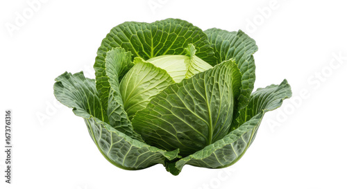 vibrant green cabbage freshness personified, a culinary masterpiece