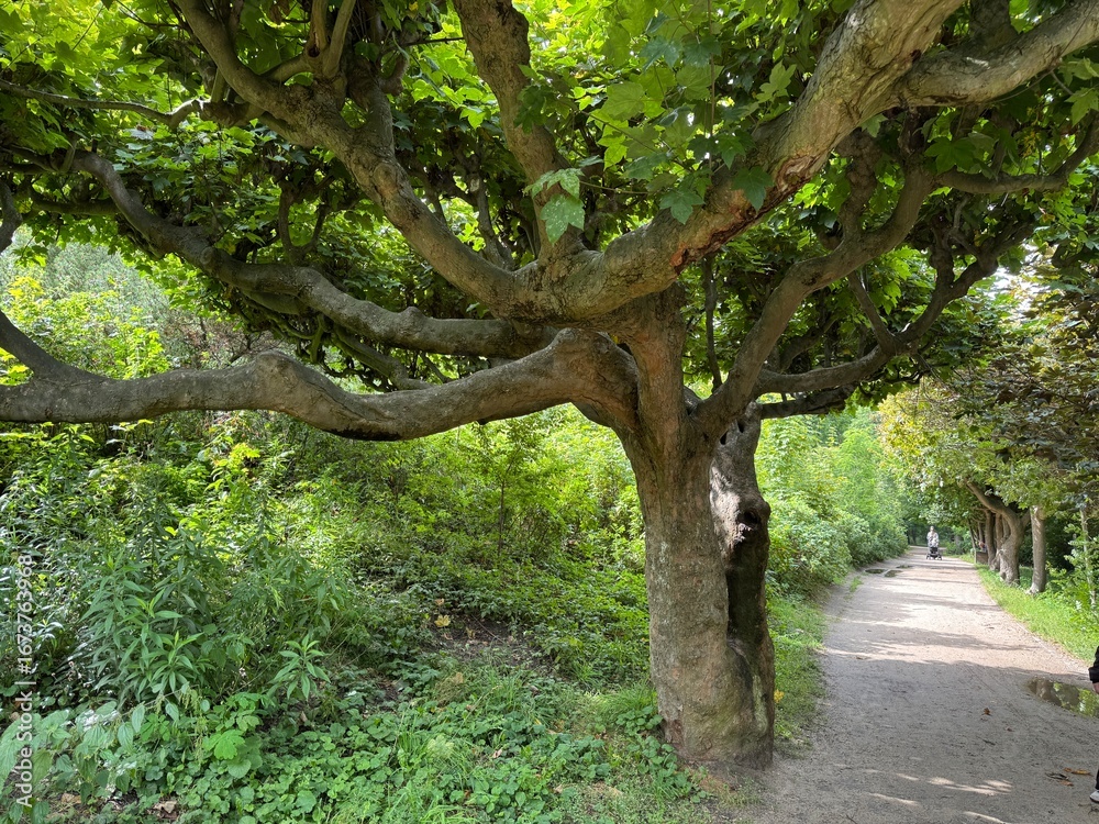 Obraz premium tree in the park