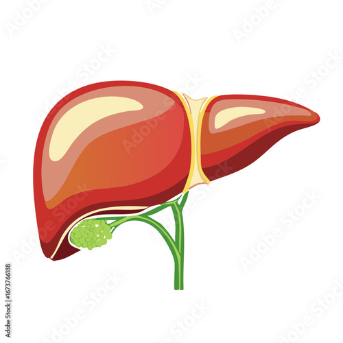 Human Liver and Gallbladder Anatomy Medical Illustration