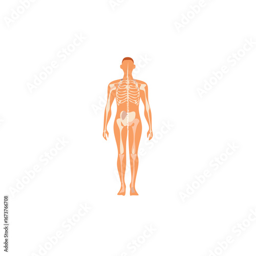 Human body and skeletal system illustration, educational medical diagram