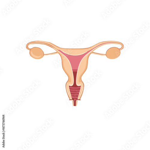 Illustration of the female reproductive system in a flat, stylized design