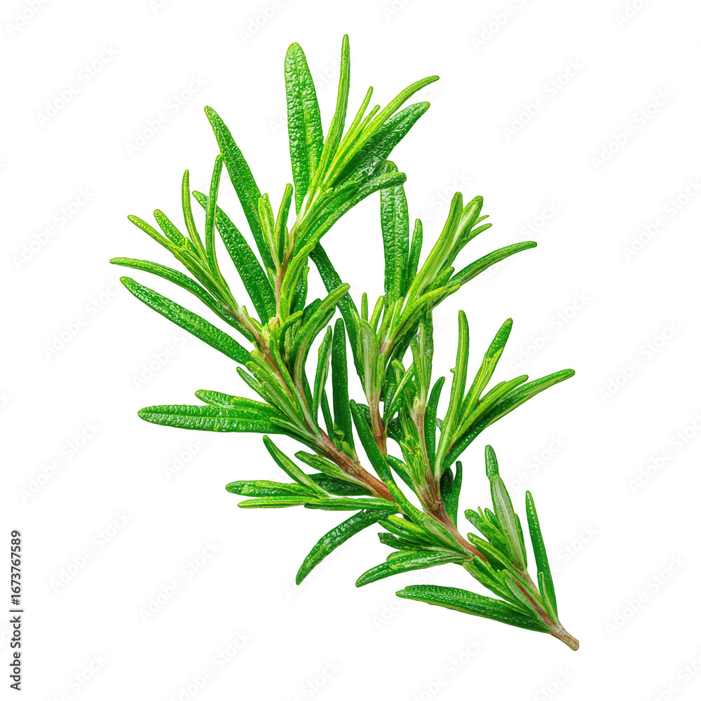 Fototapeta premium Fresh Green Rosemary Sprig Isolated on Black Background
