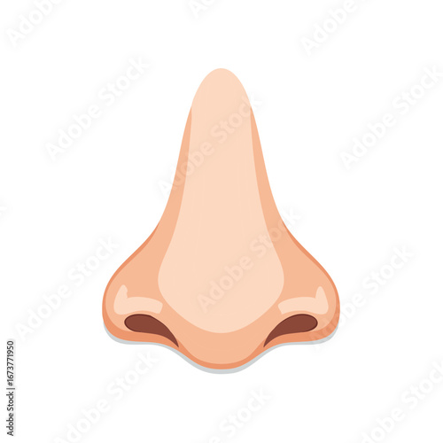 Detailed Cartoon Nose: Nasal Anatomy, Nostrils, and Human Facial Features