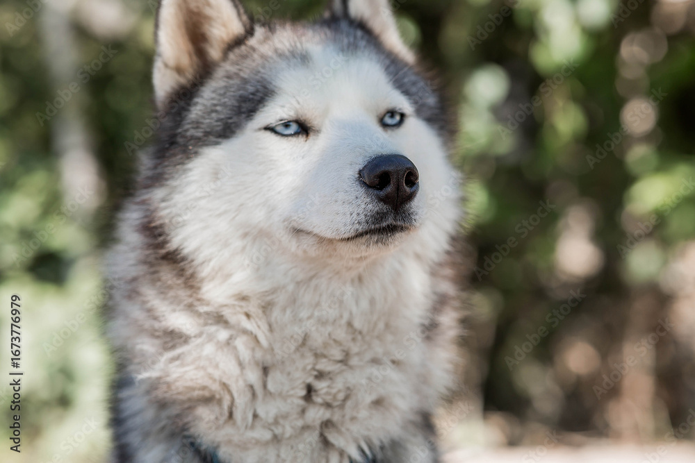 Obraz premium Close-up of a husky dog's head with blue eyes against a blurred background. The dog's fur is gray and white. The dog is looking directly at the camera.