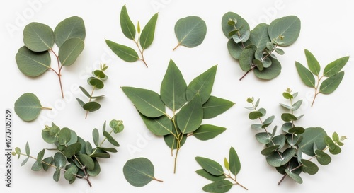 Green Eucalyptus Sprigs on White, Fresh Botanical Arrangement