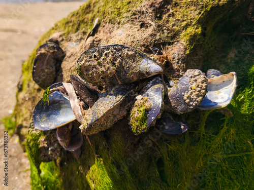 Mussels and crabs appear on the beach when the tide falls in the Cantabrian Sea. Quality seafood. A rock filled with mussels.