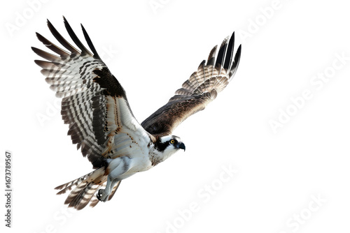 Majestic osprey bird isolated on transparent white background in HD