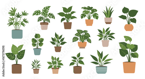 plants in pots