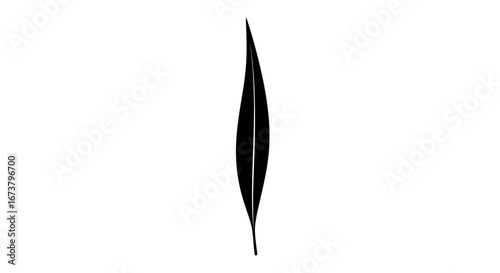 Silhouette of a Long, Narrow Leaf.