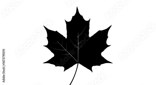 Silhouette of a Black Maple Leaf with Detailed Veins.
