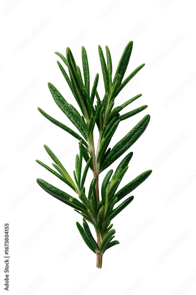 Fototapeta premium Fresh Green Rosemary Sprig on Black Background
