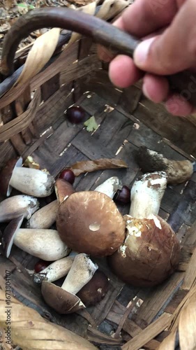 Porcini Mushroom Foraging in a Chestnut Forest