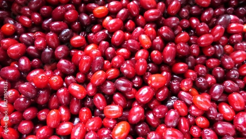 Canvastavla Cornelian cherry harvest