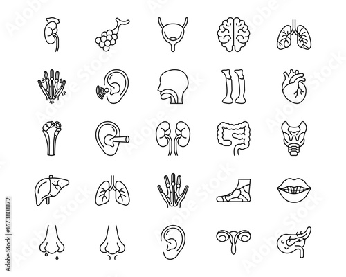 Human Anatomy Vector Icons