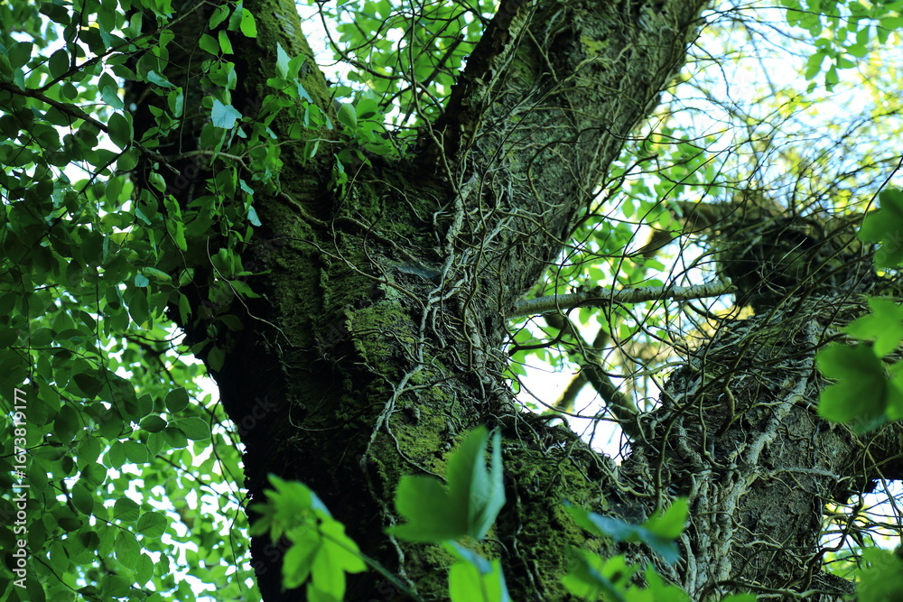 Fototapeta premium Climbing vines on mossy tree trunk