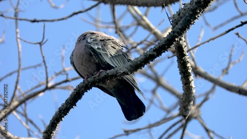 The white-winged dove (Patagioenas picazuro) is a columbid bird endemic to South America, found in Brazil, from the northeast to the south, in Paraguay, Uruguay, Bolivia and Argentina.