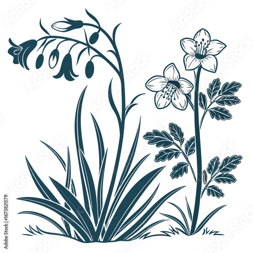cuckoo pratensis cardamine vector