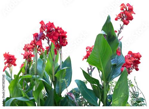 Red canna lilies blooming. green foliage, plants in two groups, isolated on a transparent background, png