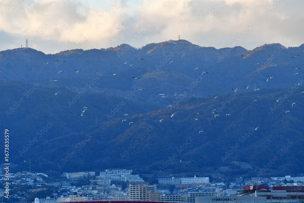 Fototapeta premium 甲子園浜の渡り鳥