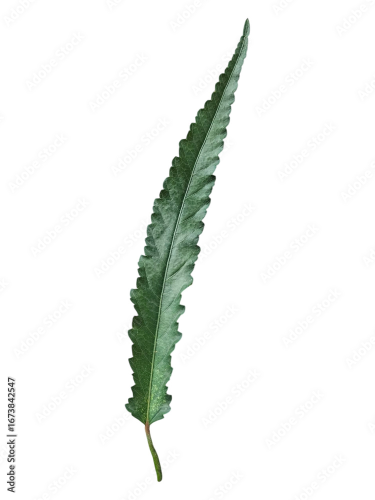 Naklejka premium Green Long Leaf Cutout on White / Transparent Background