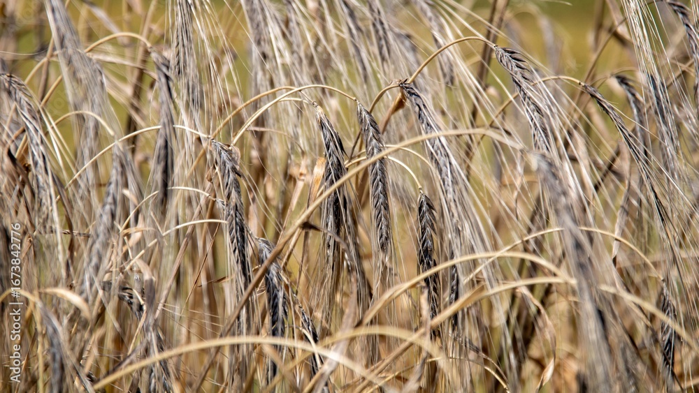 Fototapeta premium Wildgerste