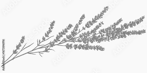 Lavender branch. Rough silhouette with scratchy grain, faded ink stains and gritty surface. Dust and subtle threshold create a worn paper effect.