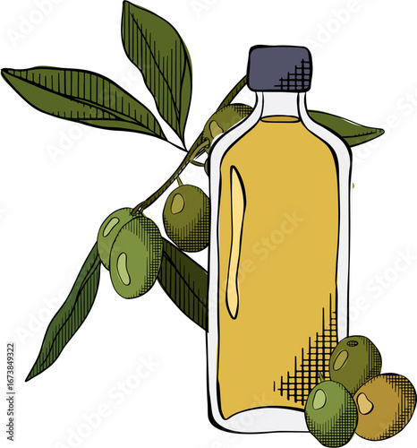 Olive oil in bottle and branch with fruit and green leaves vector graphic line ink colored illustration. Cartoon isolated glass jar with cork lid and natural extra virgin oil for cooking, condiment