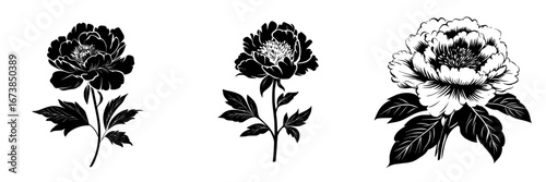 Elegant black-and-white vector illustrations of three distinctive peony flowers showcasing minimalist design