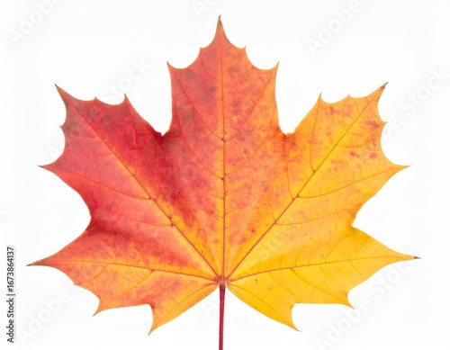 Wallpaper Mural leaf Torontodigital.ca