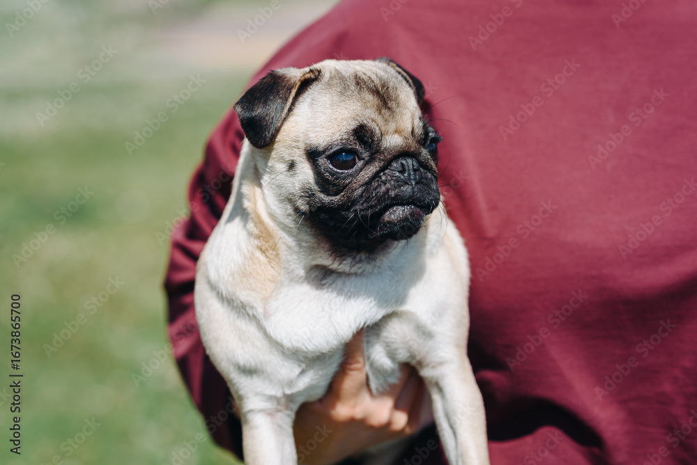 Obraz premium cute small cream pug walks on green grass in summer park in summer day, sits in owner hands, dogwalking concept