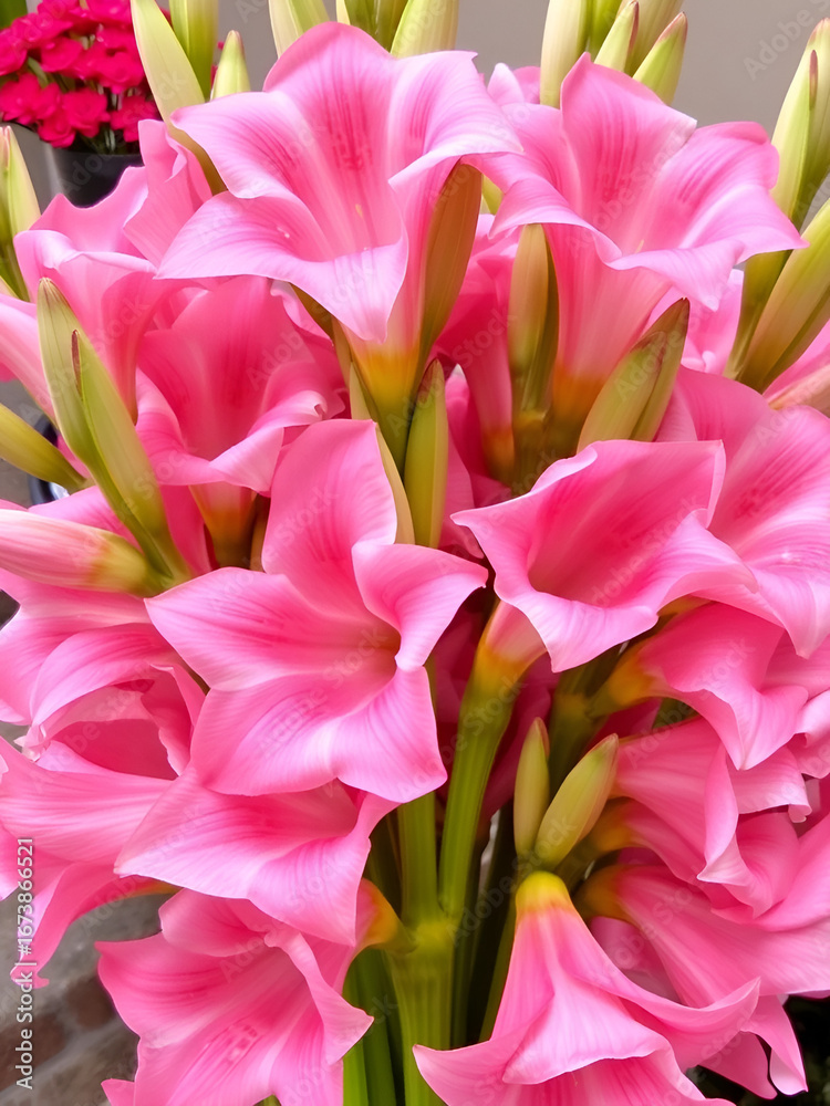 Obraz premium A cluster of elegant pink gladiolus flowers with soft petals and green stems perfect for a stunning floral display