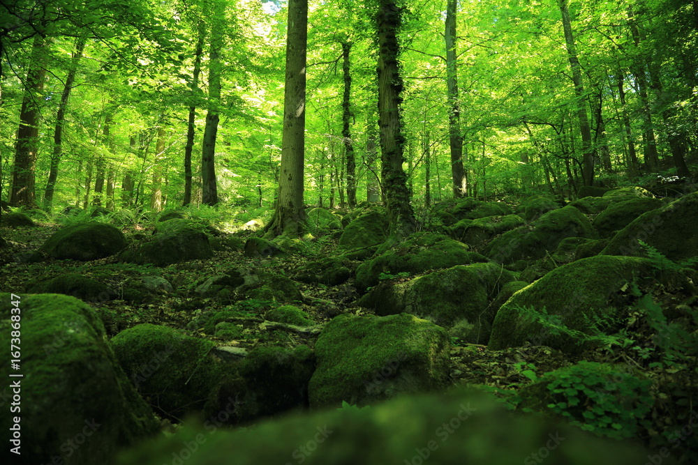 Fototapeta premium Temperate Forest with Moss Covered Rocks