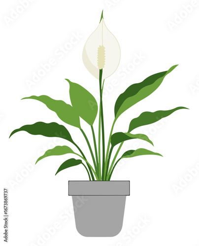 A vibrant illustration of a potted peace lily with white bloom and lush green leaves.