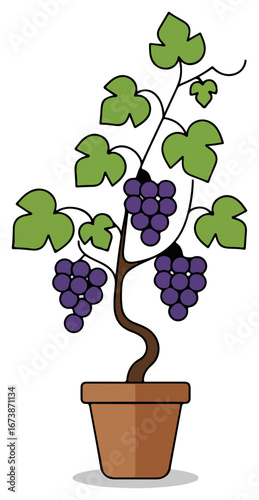 A potted grapevine thrives, showcasing lush green leaves and bunches of ripe purple grapes.