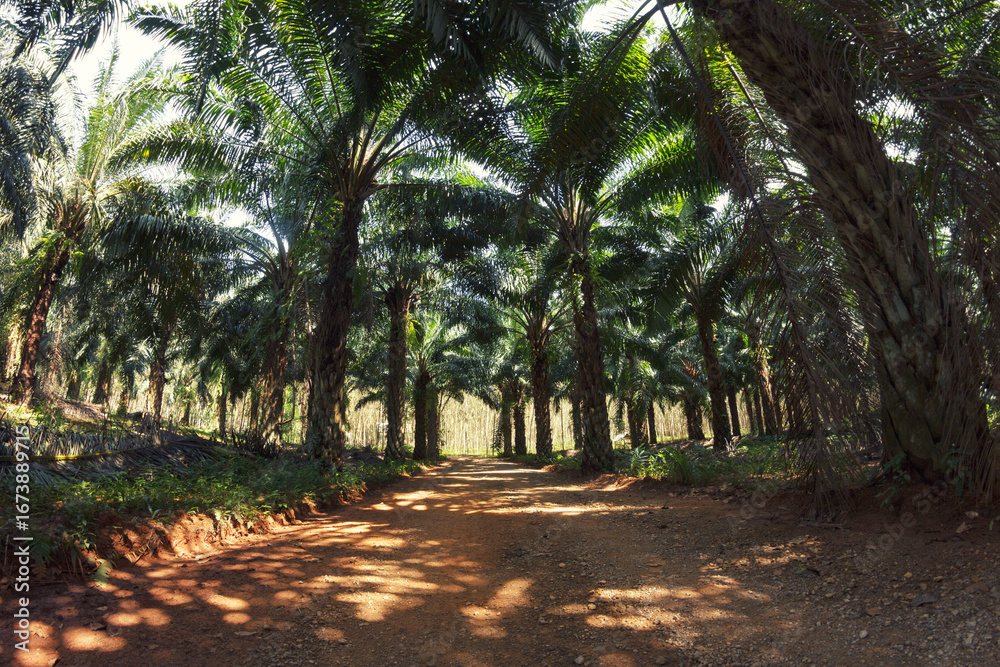 Obraz premium Sideroad throught palm tree plantation