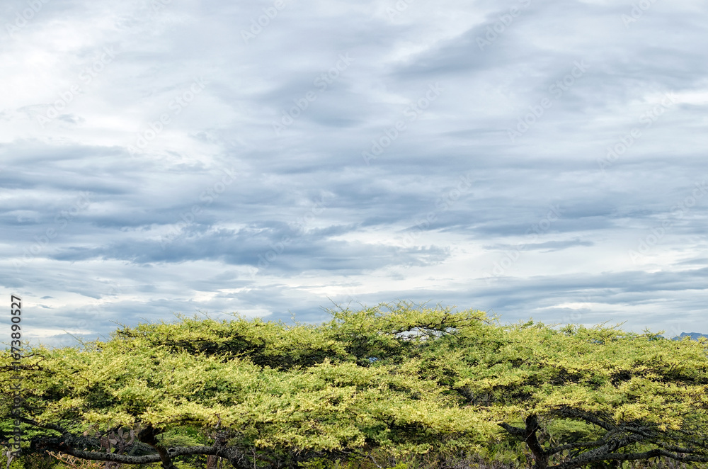 Obraz premium Top of flat-headed green trees and cloudy painted-like sky