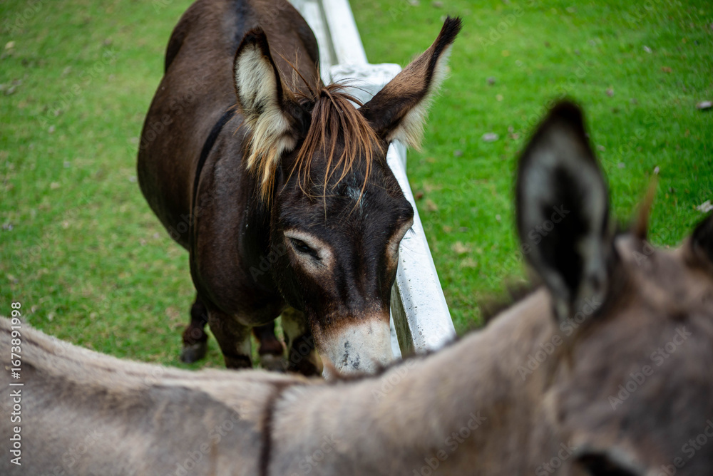 Fototapeta premium Friendly Donkey Approaching Fence in Field