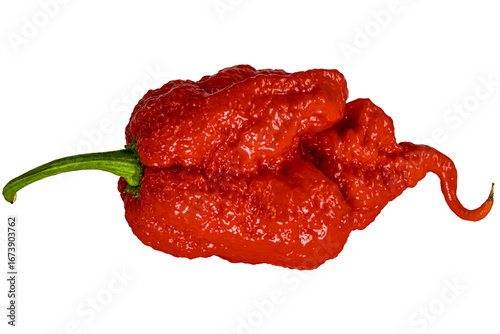 Extremely hot Carolina Reaper pepper - HP22B,  top of the scoville scale