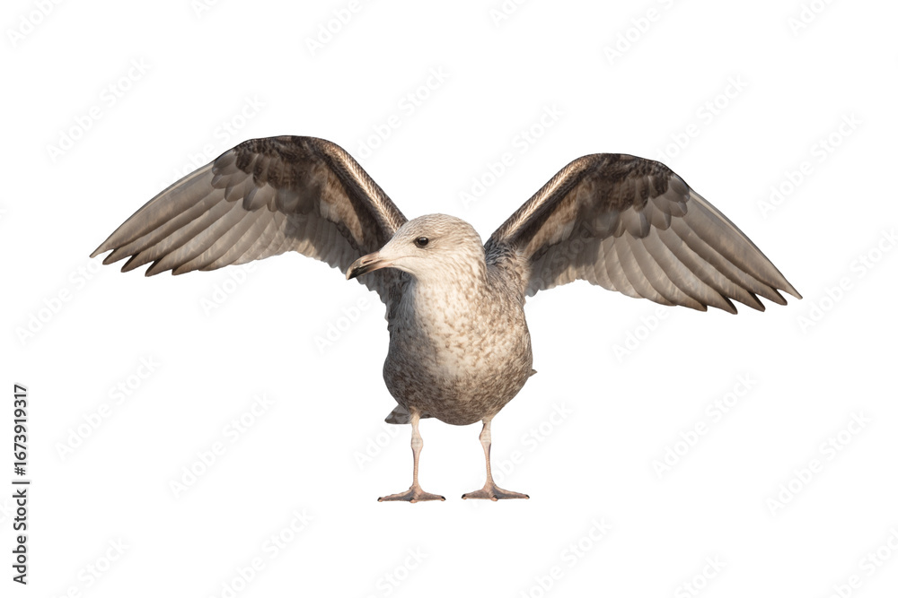 Fototapeta premium White gull Larus michahellis fuscus isolated on white background