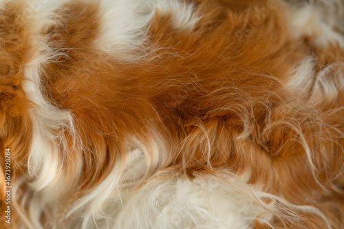 Natural hair of a Cavalier King Charles Spaniel close-up, can be used as a background or texture.