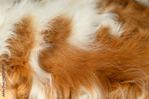 Natural hair of a Cavalier King Charles Spaniel close-up, can be used as a background or texture.