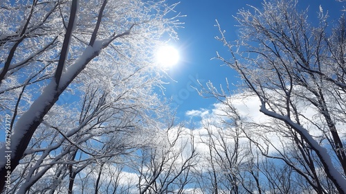 Snowy Winter Trees Sunlight Blue Sky Scenic Landscape