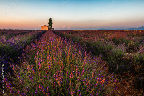 lavender dream - Lavendeltraum