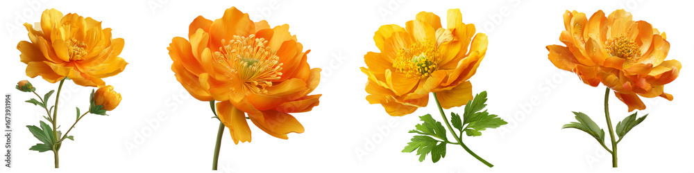 Fototapeta premium Trollius flower isolated on white background.