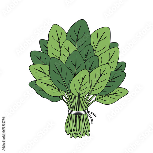 Fresh green spinach bunch tied with twine, vibrant healthy leaves for cooking and nutrition
