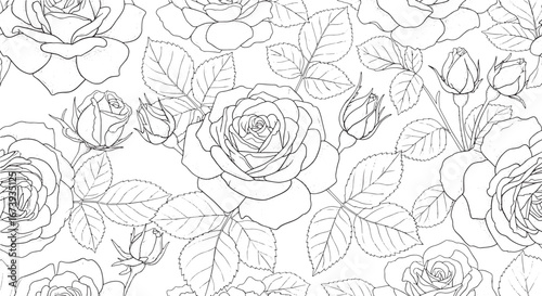 An Elegant Dance of Blooming Rose Outlines
