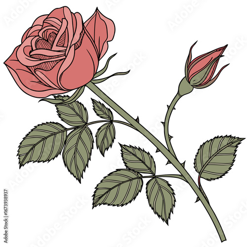 Elegant pink rose with a tightly closed bud and green leaves on a white background