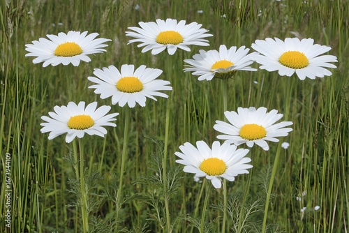 Seven White Daisies in Lush Green Meadow Summer Wildflowers