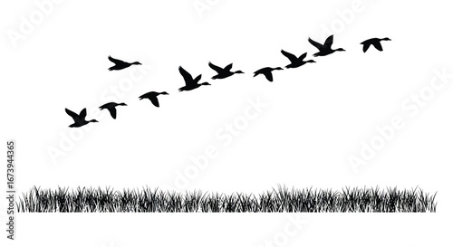 a flock of birds flying over grassy field in formation